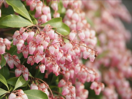 純(ｼﾞｭﾝ) 植物ピ