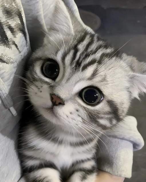 圭(ｹｲ) キャスが賛否両論