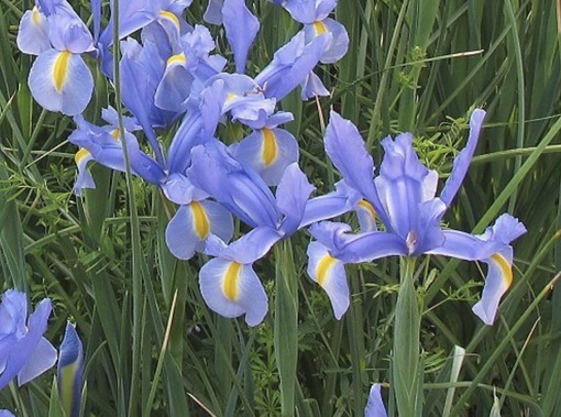 純(ｼﾞｭﾝ) 植物ピ