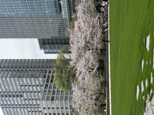 秀吉(ﾋﾃﾞﾖｼ) お散歩