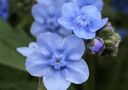 純(ｼﾞｭﾝ) 植物ピ