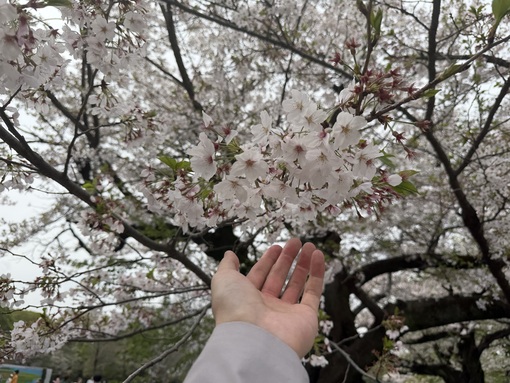 優弦(ﾕﾂﾞﾙ) 桜撮影・お花見デートプラン🌸