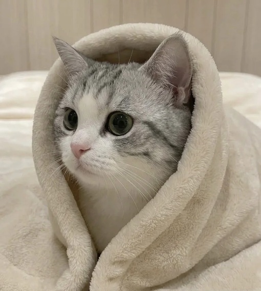 圭(ｹｲ) キャスでのコメント