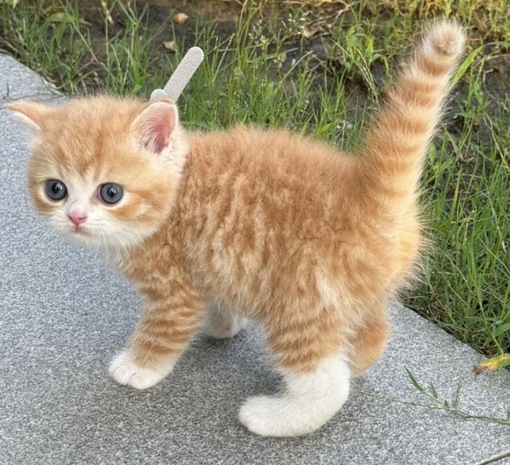 圭(ｹｲ) スク水でマッサージ