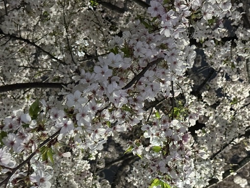 基哉 (ﾓﾄﾔ) 夜桜🌸