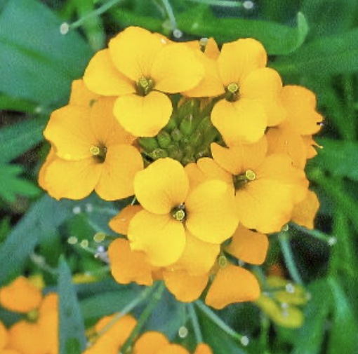 純(ｼﾞｭﾝ) 植物ピ