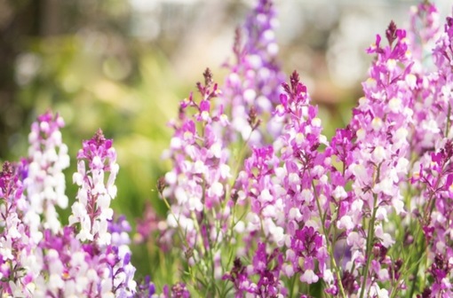 純(ｼﾞｭﾝ) 植物ピ