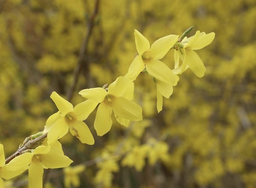 純(ｼﾞｭﾝ) レンギョウ