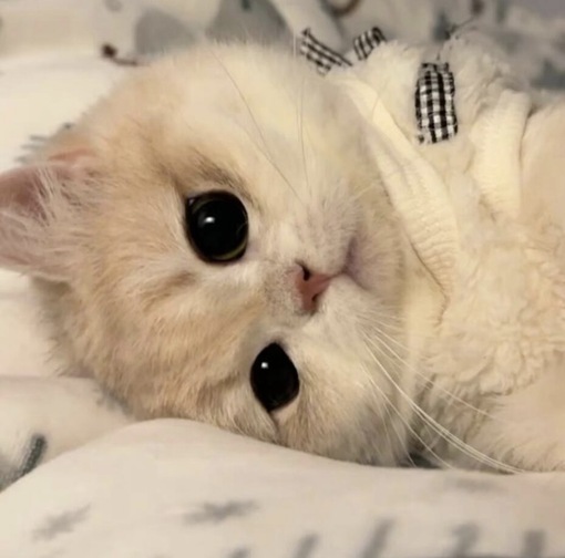 圭(ｹｲ) 水の口移し