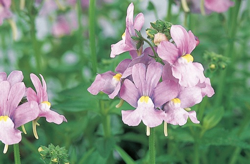 純(ｼﾞｭﾝ) 植物ピ