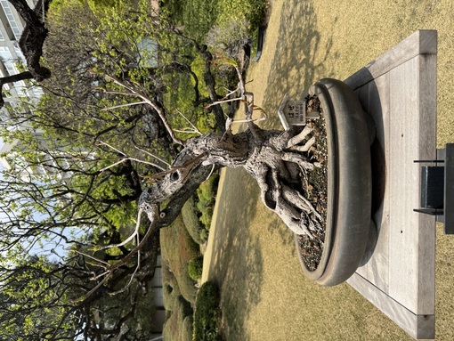 秀吉(ﾋﾃﾞﾖｼ) お散歩