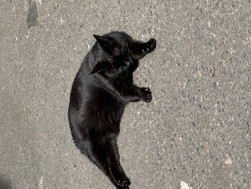 大志 (ﾀｲｼ) ポカポカ