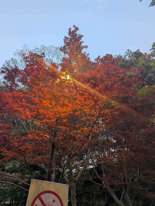 輝星(ｺｳｾｲ) 麗らかな陽気