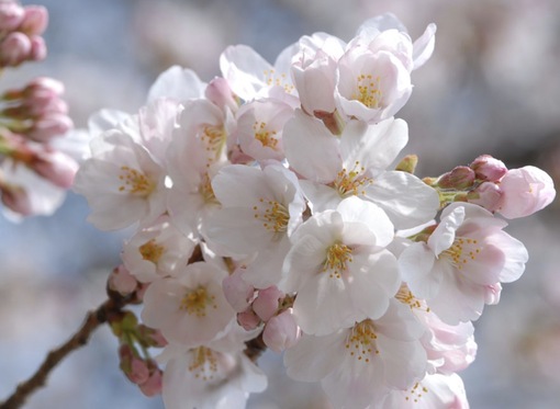 純(ｼﾞｭﾝ) 植物ピ