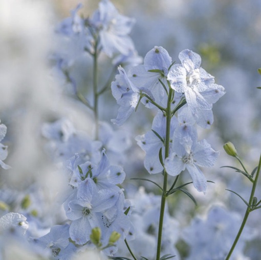 純(ｼﾞｭﾝ) 植物ピ