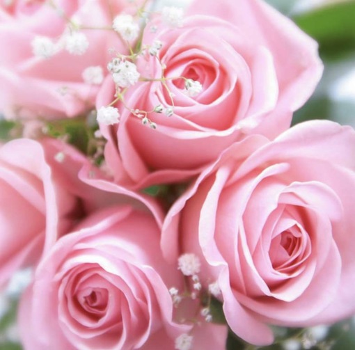 純(ｼﾞｭﾝ) 植物ピ