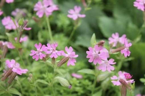 純(ｼﾞｭﾝ) 植物ピ