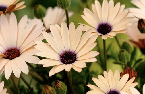 純(ｼﾞｭﾝ) 植物ピ