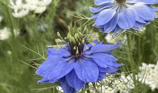 純(ｼﾞｭﾝ) 植物ピ