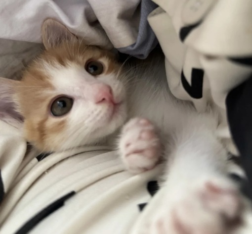 圭(ｹｲ) ストレス😡