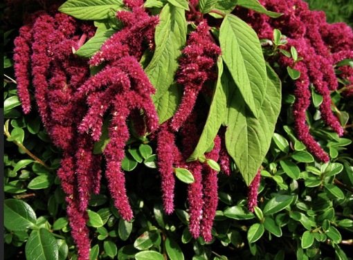 純(ｼﾞｭﾝ) 植物ピ