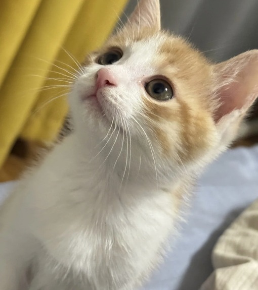 圭(ｹｲ) セラピストへの不満