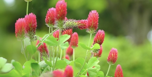 純(ｼﾞｭﾝ) 植物ピ