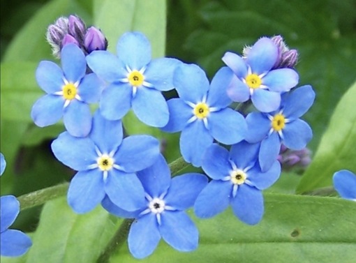 純(ｼﾞｭﾝ) 植物ピ