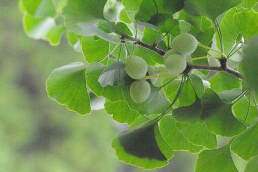 仁(ｼﾞﾝ) ポスト大会豆知識　イチョウ🌲