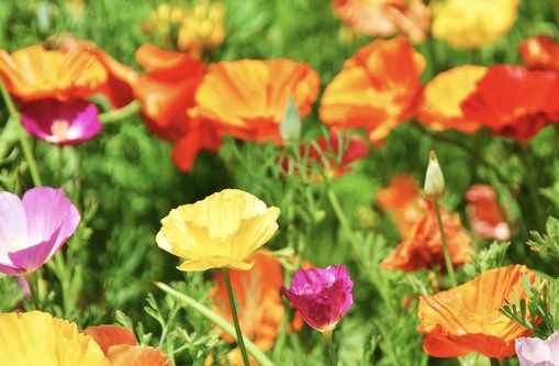 純(ｼﾞｭﾝ) 植物ピ