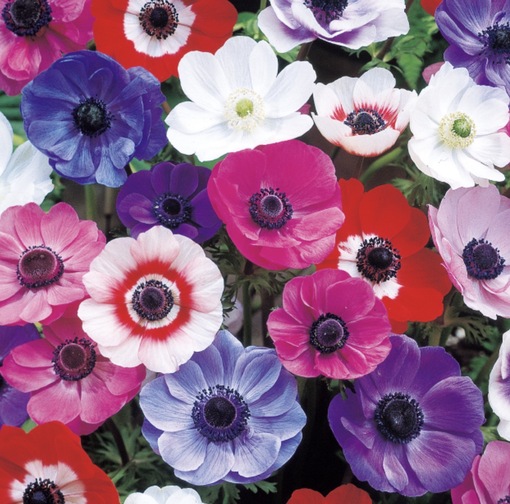 純(ｼﾞｭﾝ) 植物ピ