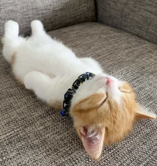 圭(ｹｲ) ねぇ知ってる?