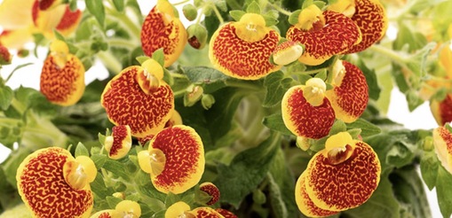 純(ｼﾞｭﾝ) 植物ピ