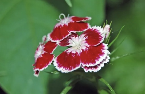 純(ｼﾞｭﾝ) 植物ピ