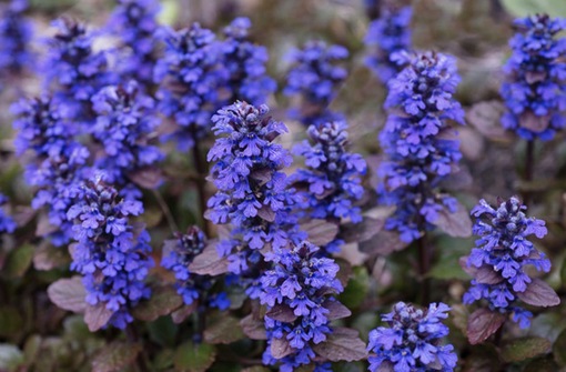 純(ｼﾞｭﾝ) 植物ピ