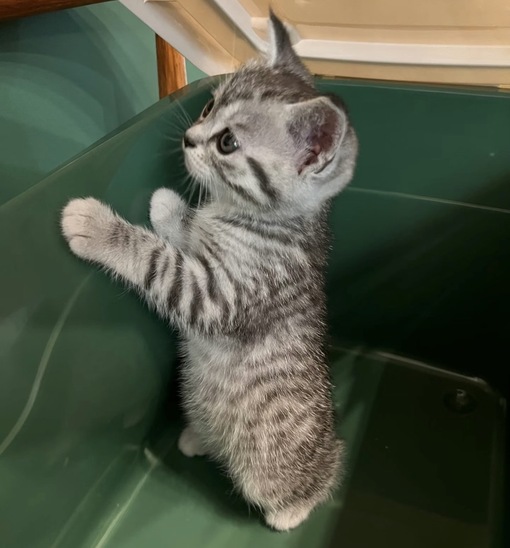 圭(ｹｲ) 女風利用を話せる?