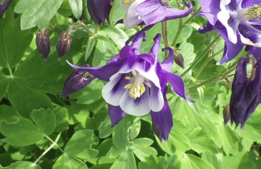 純(ｼﾞｭﾝ) 植物ピ