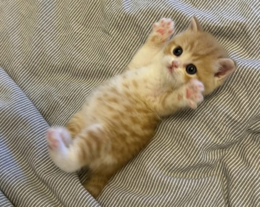 圭(ｹｲ) セラピに向いている?