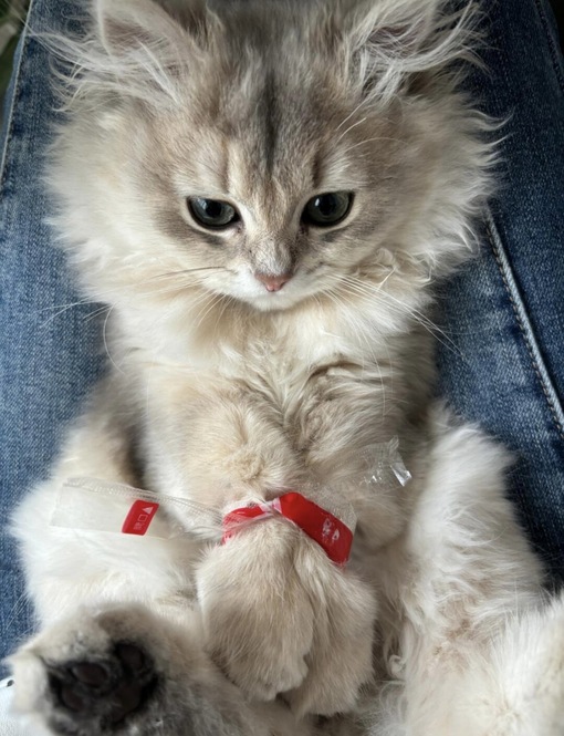 圭(ｹｲ) 手足拘束好き?