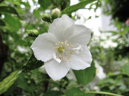 純(ｼﾞｭﾝ) 植物ピ