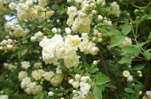 純(ｼﾞｭﾝ) 植物ピ