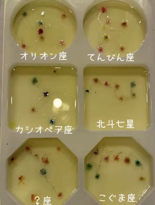 純(ｼﾞｭﾝ) 昨日のキャス