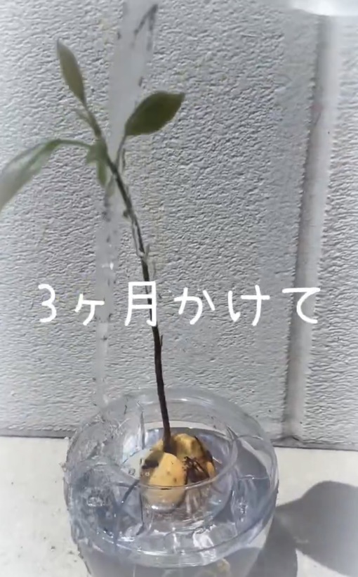 純(ｼﾞｭﾝ) 【🥑成長記録1日目】