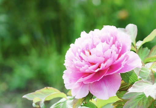 純(ｼﾞｭﾝ) 植物ピ