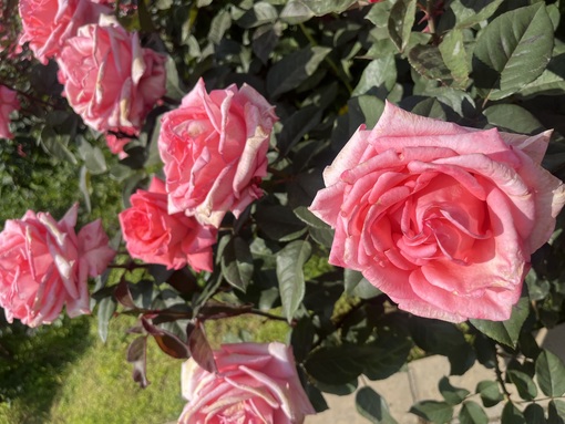 佑都(ﾕｳﾄ) とても薔薇綺麗でした🌹