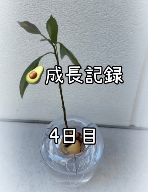 純(ｼﾞｭﾝ) 【🥑成長記録4日目】