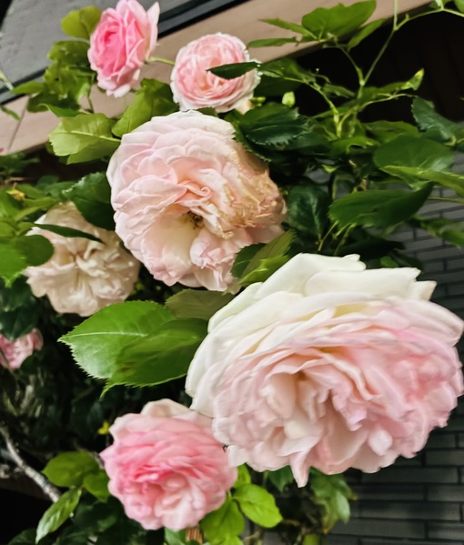 仁(ｼﾞﾝ) 通りがかりに見たお花