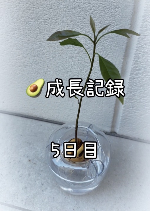 純(ｼﾞｭﾝ) 【🥑成長記録5日目】
