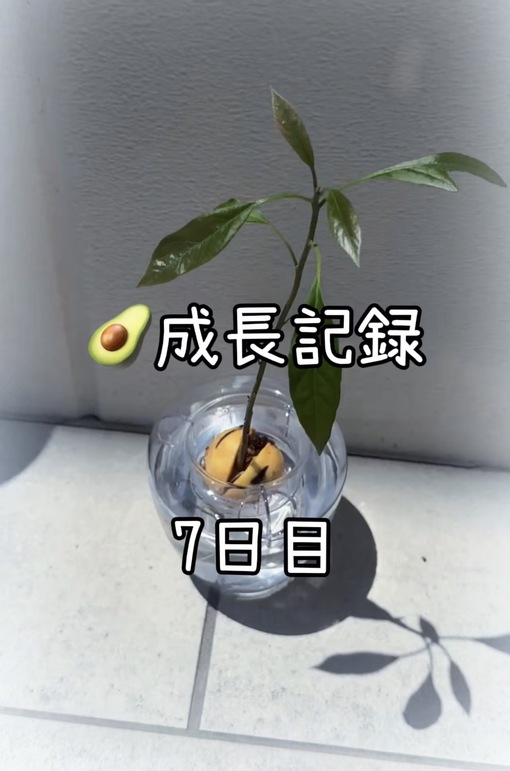 純(ｼﾞｭﾝ) 【🥑成長記録7日目】