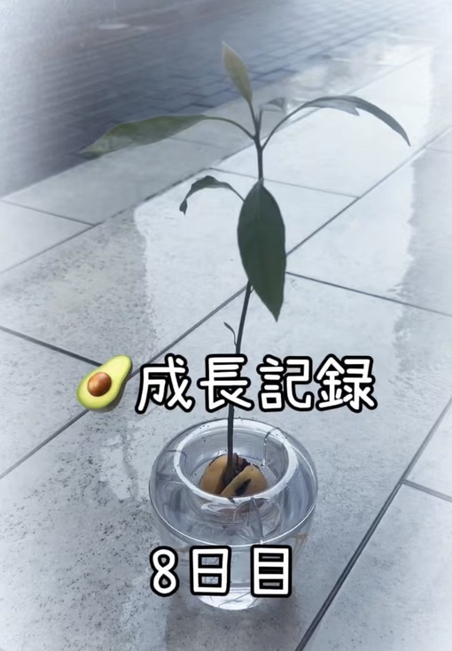 純(ｼﾞｭﾝ) 【🥑成長記録8日目】